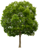 Arboriculture